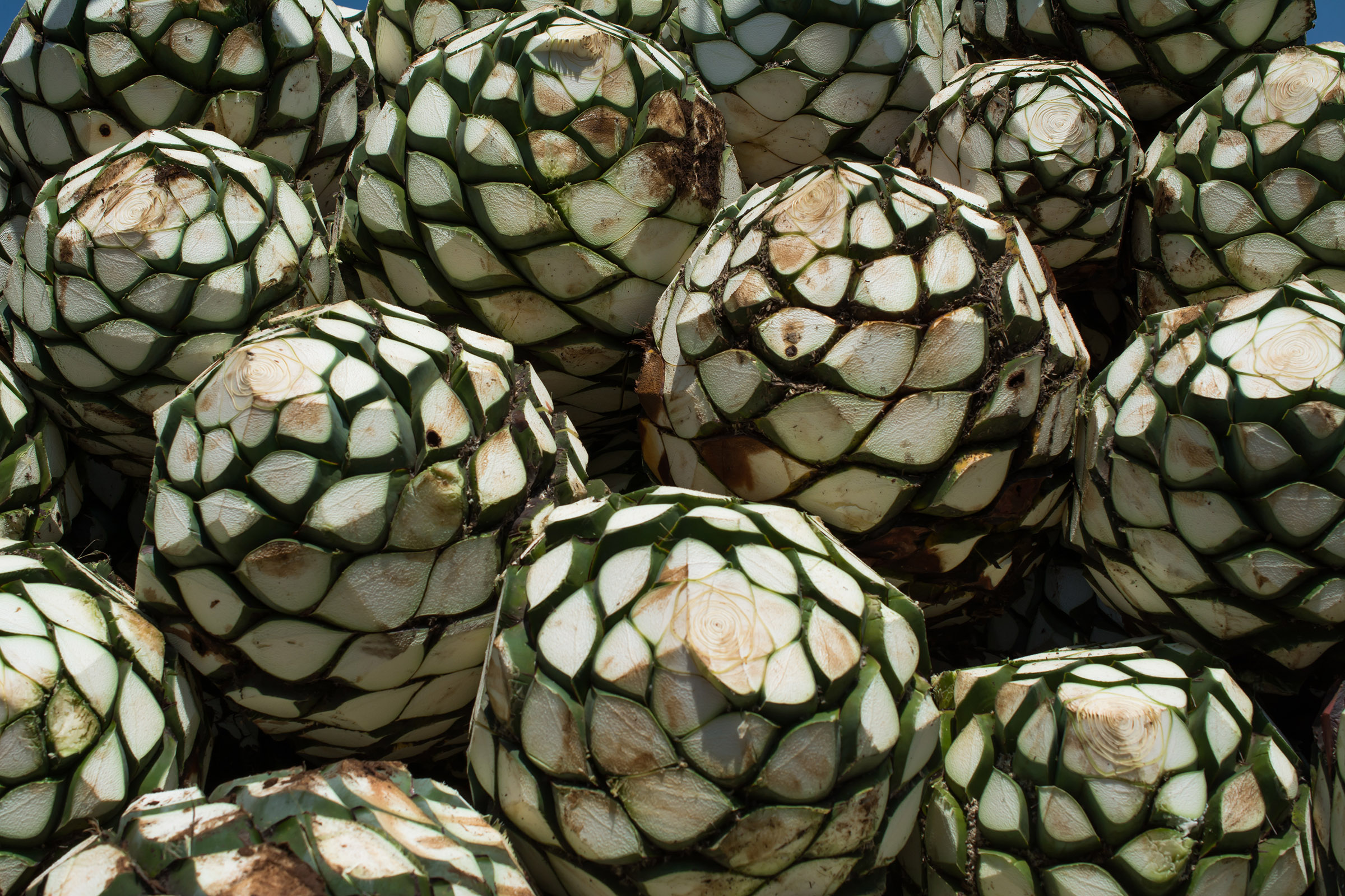 Cabezas de agaves para hacer el tequila.