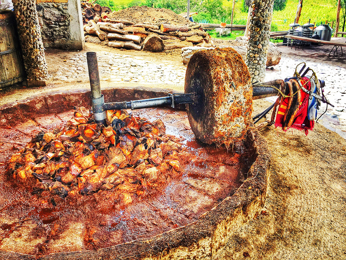 Agave pulp is crushed to produce Mezcal